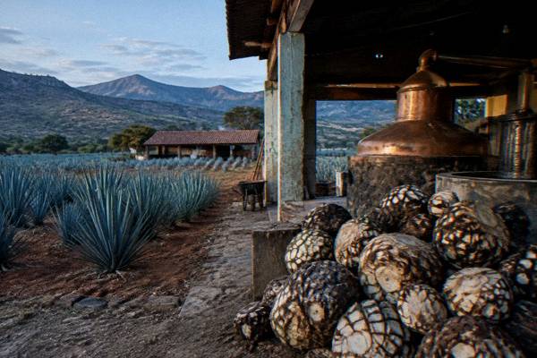 Behind-the-Scenes Distillery Access, Oaxaca City