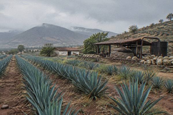 Budget Fare, Family Distillery, Oaxaca City