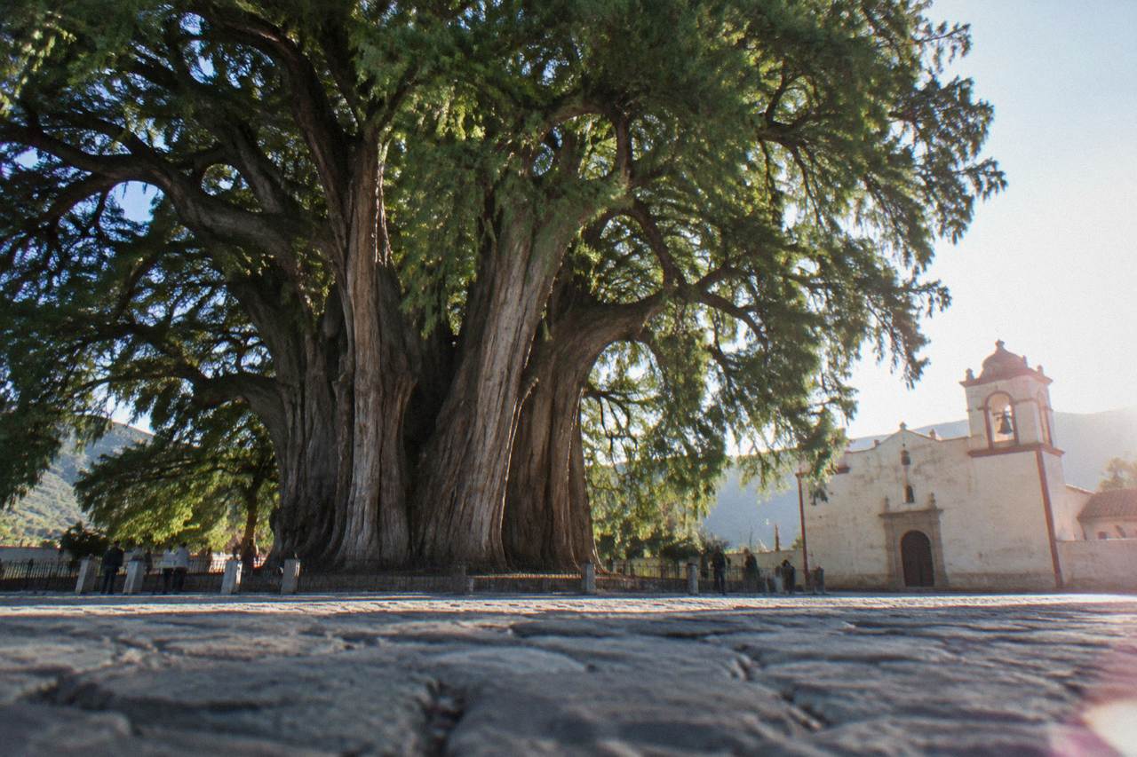A very wide tree with a massive trunk standing on a church forecourt in a small Mexican town