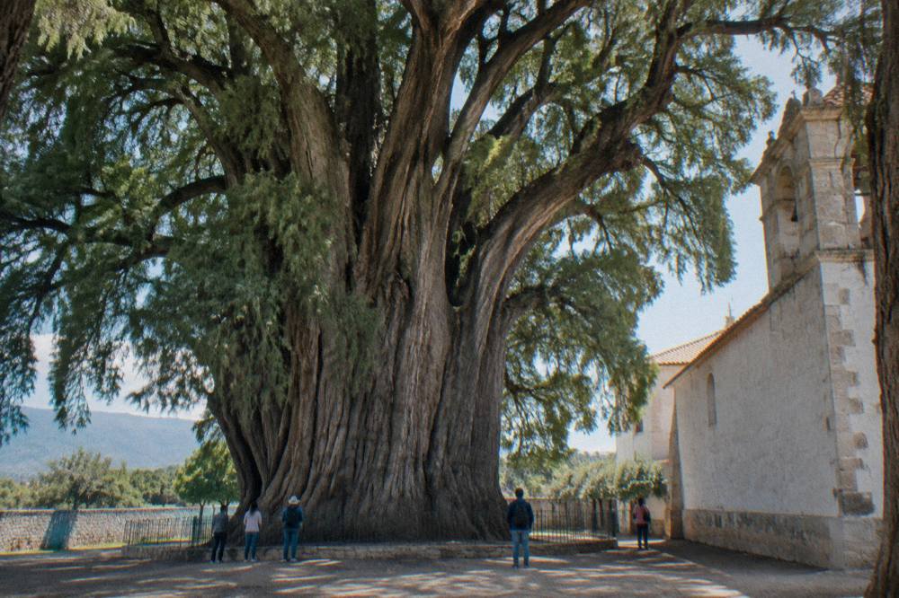 The wide trunk of a large tree beside a church wall, with people standing near it for scale