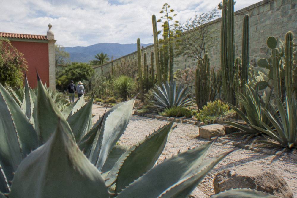 The green garden of the Jardín Etnobotánico seen behind stone walls in Oaxaca City