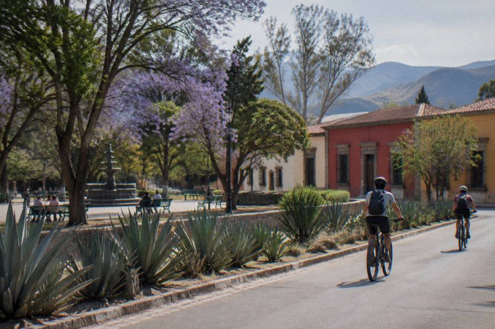 Cyclists riding a quiet road past agave plants in a highland valley