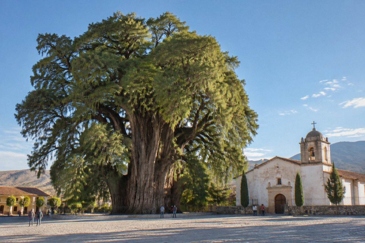 A very large old tree with a wide trunk standing in a small Mexican town square