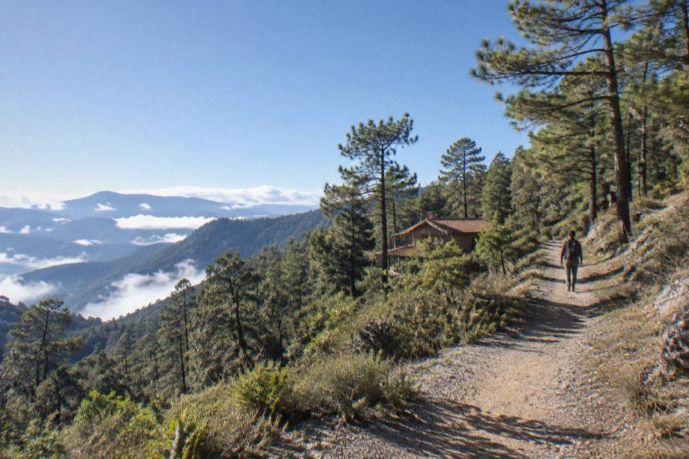 A dirt trail climbing through pine woodland in the Sierra Norte
