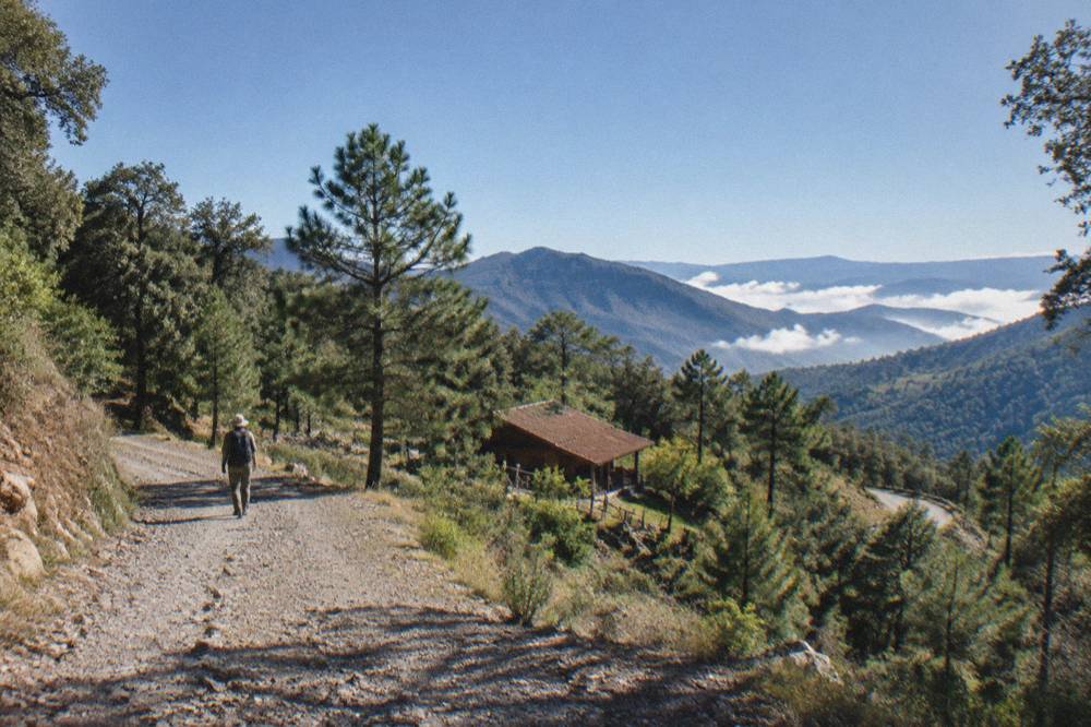 Mountain road curving through forest on the route into the Sierra Norte