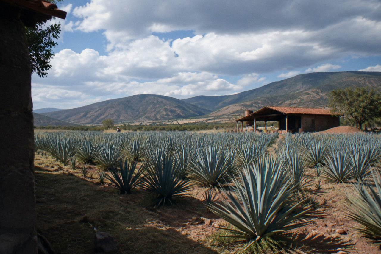 Agave plants growing in a field in the valleys outside Oaxaca City under a wide sky