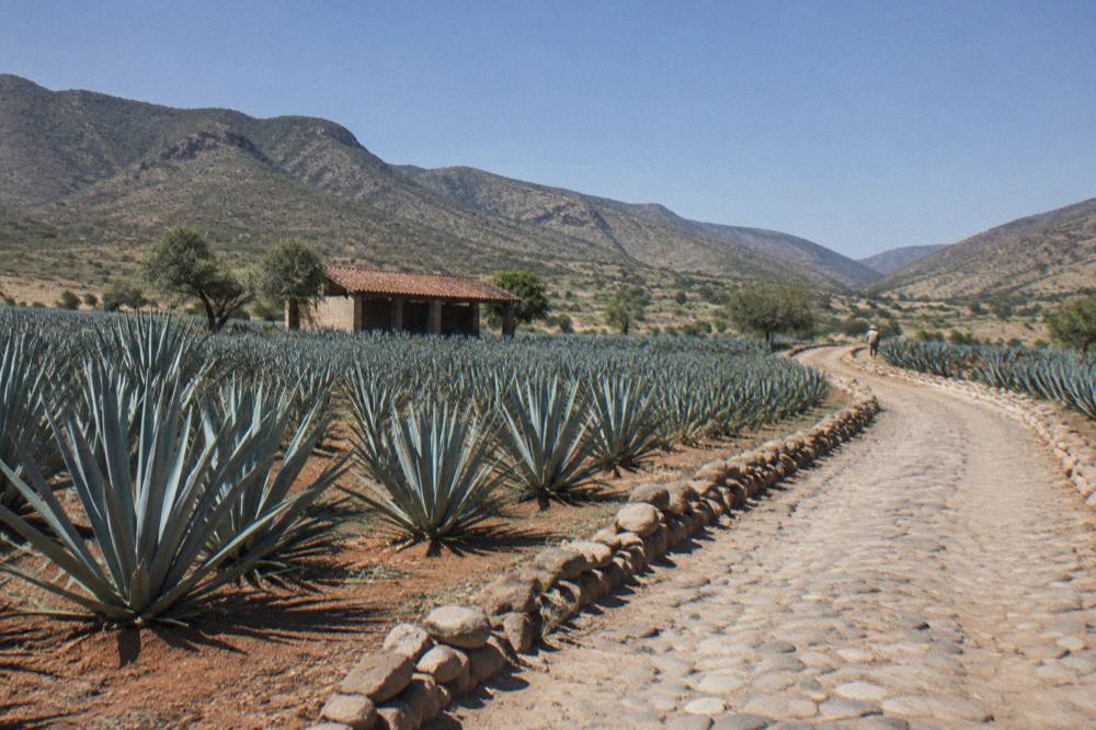 A stone-lined road winding between agave fields in the Tlacolula Valley