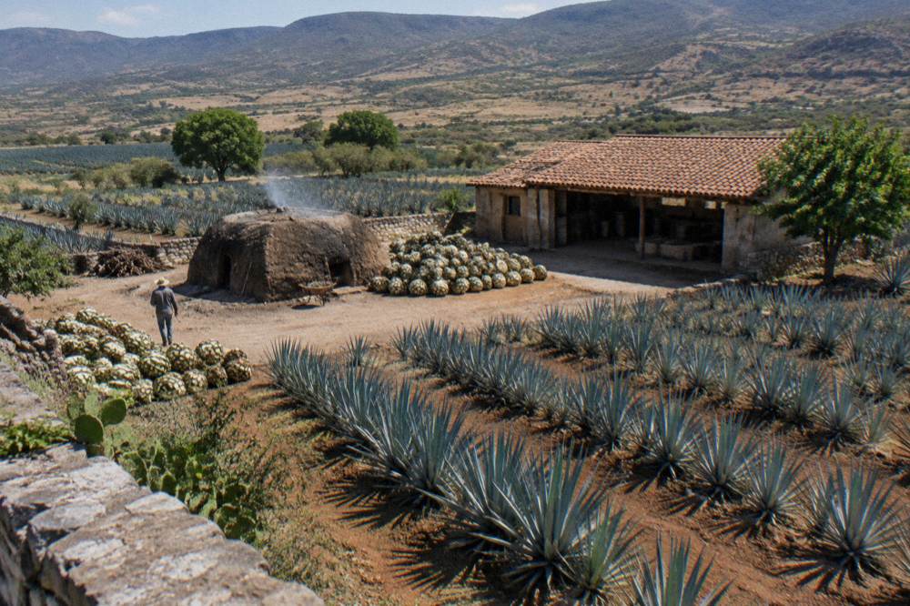Rows of agave piñas resting beside a low stone oven at a distillery