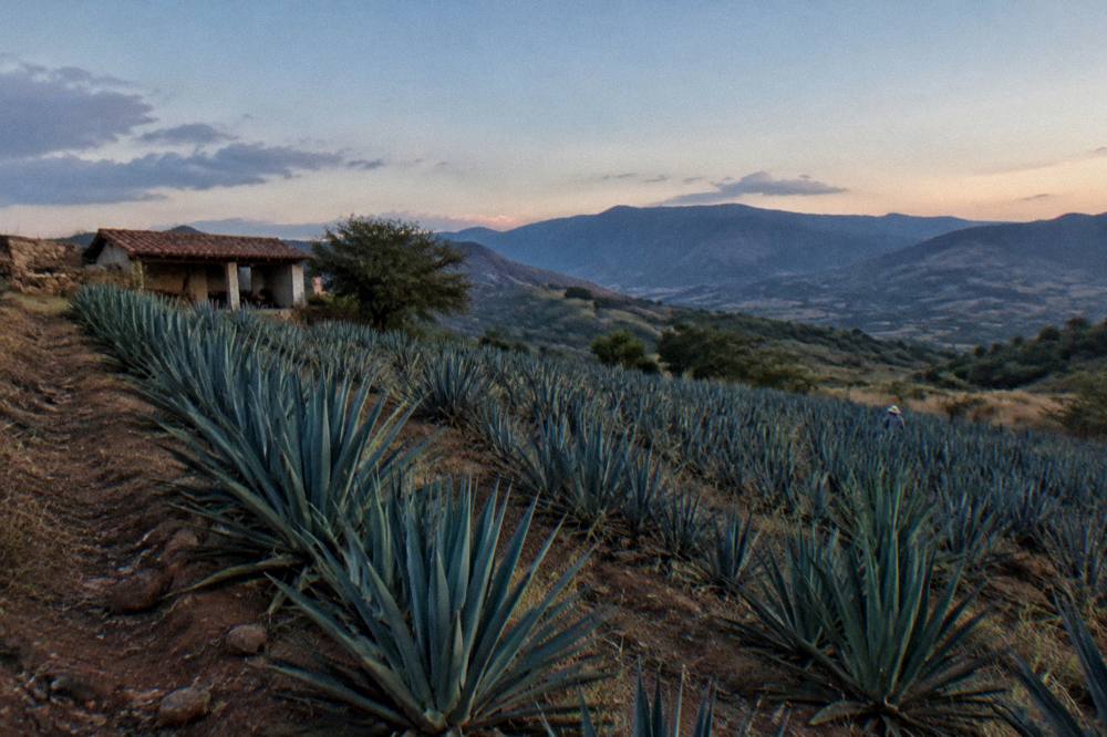 Late afternoon light over agave rows on a hillside in the Oaxaca valleys