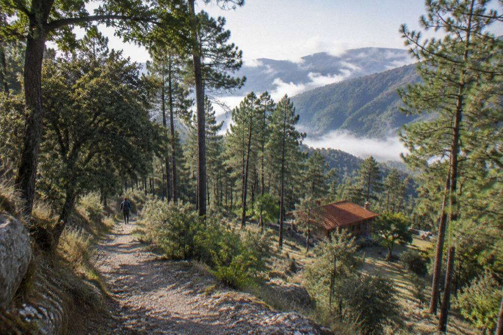 A pine forest trail in high mountains with morning mist between the trees