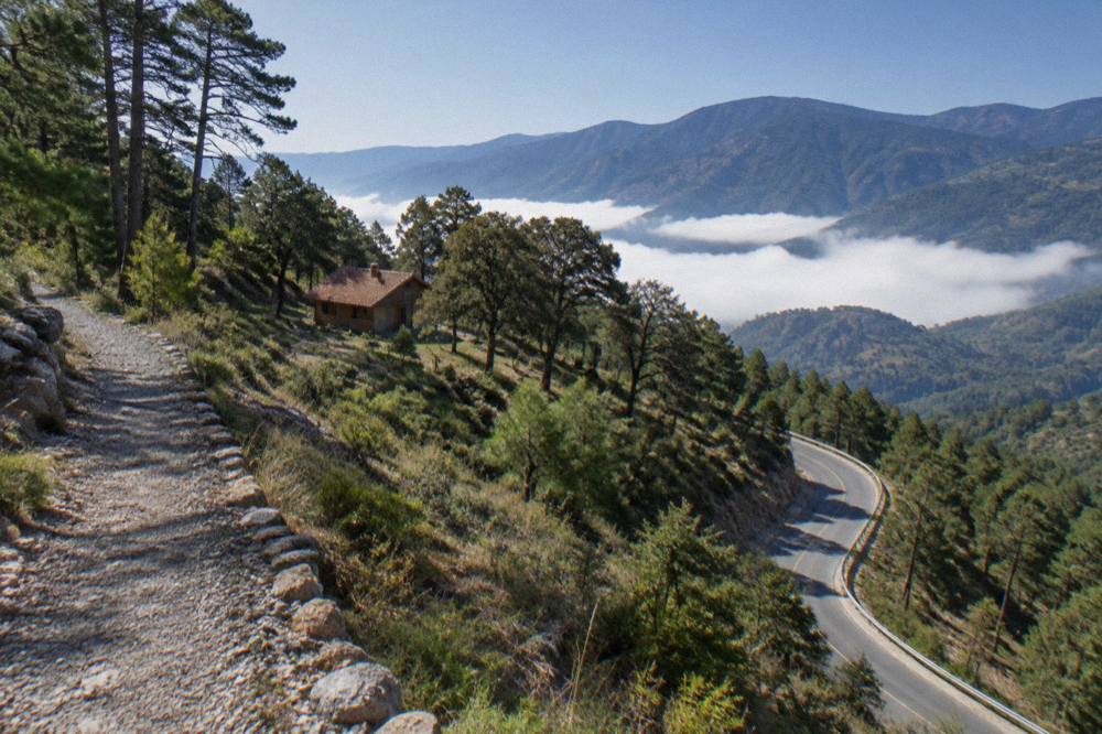 Curved mountain road with guardrails descending through pine forest in the Sierra Sur