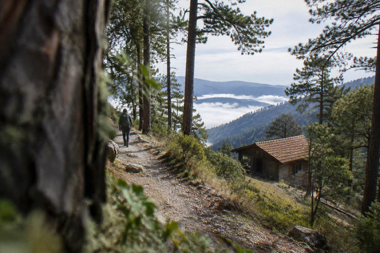 Mountain forest trail winding through tall pines on a ridge above a valley