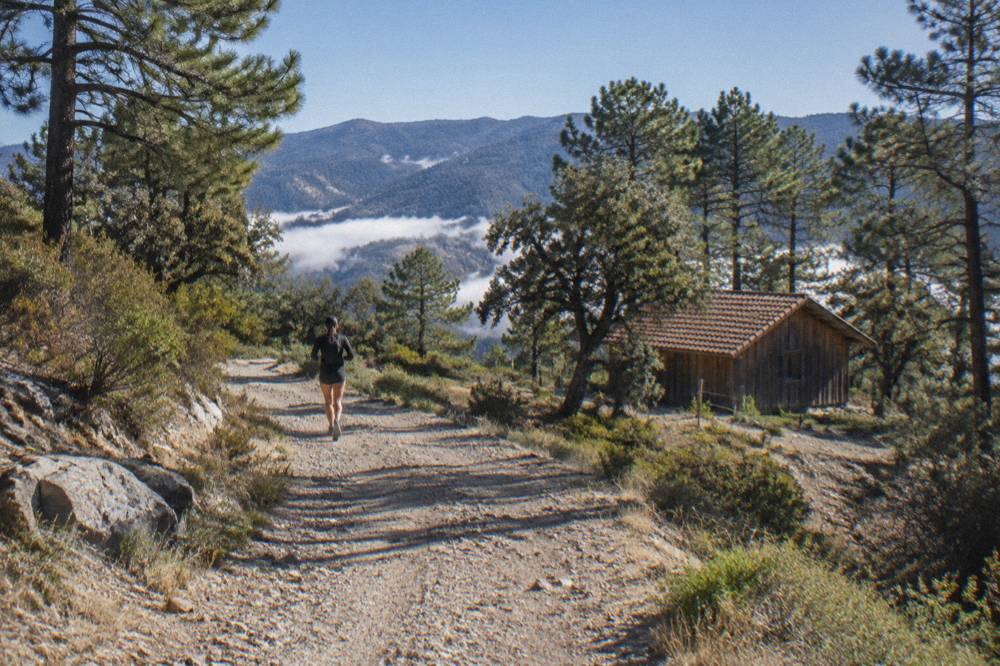 Simple timber cabin with a pitched roof standing among pine trees