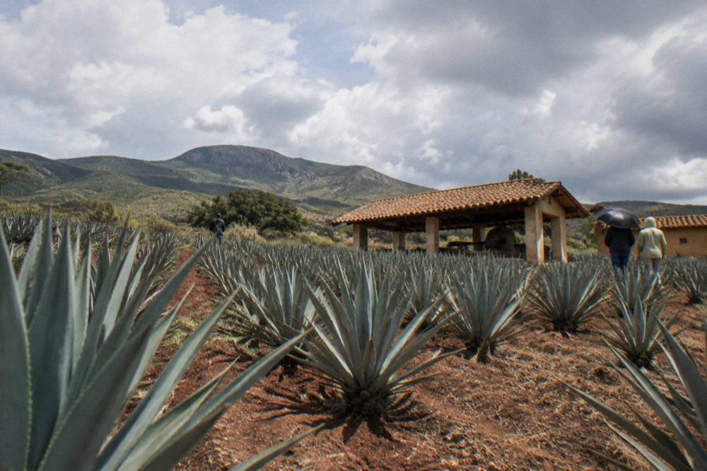 Storm light over green agave fields and ruins in the Oaxaca valley during the rainy season