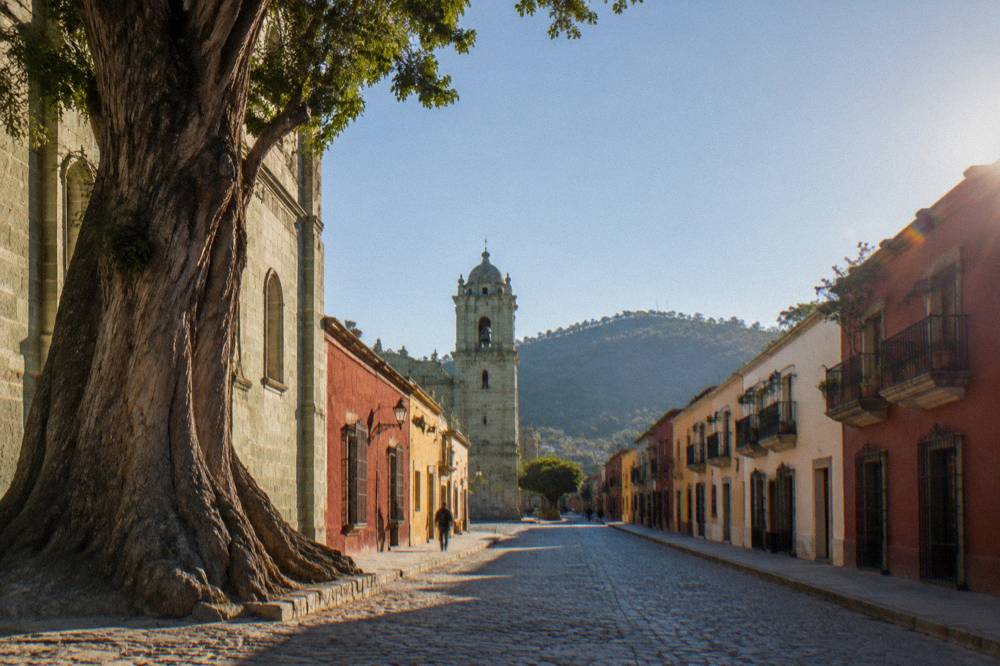 A wide ancient trunk of a huge tree rising beside a church wall