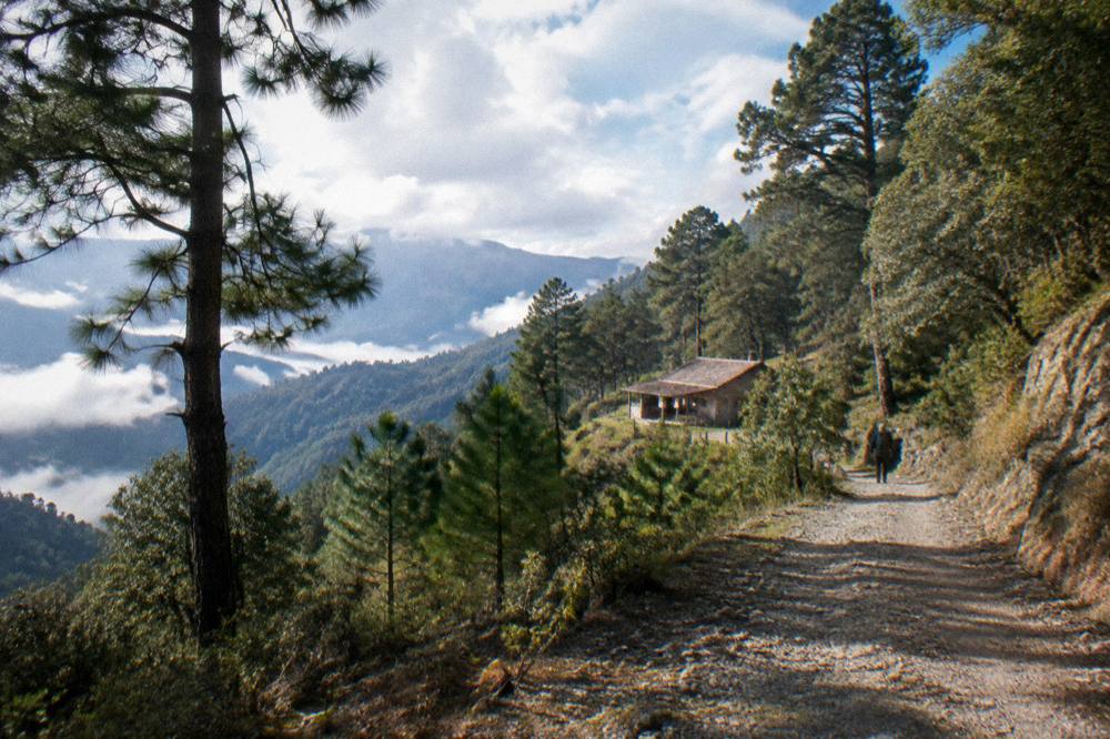 Pine forest on a mountain road in the Sierra Norte above the Oaxaca valleys