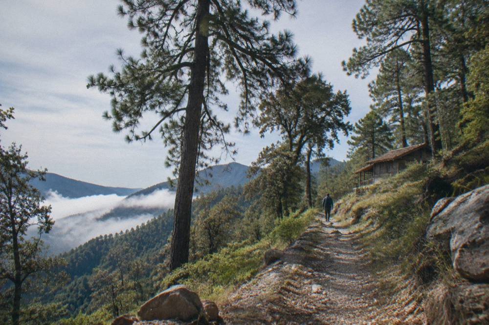 Mountain forest trail in the Sierra Norte above the Oaxaca valleys
