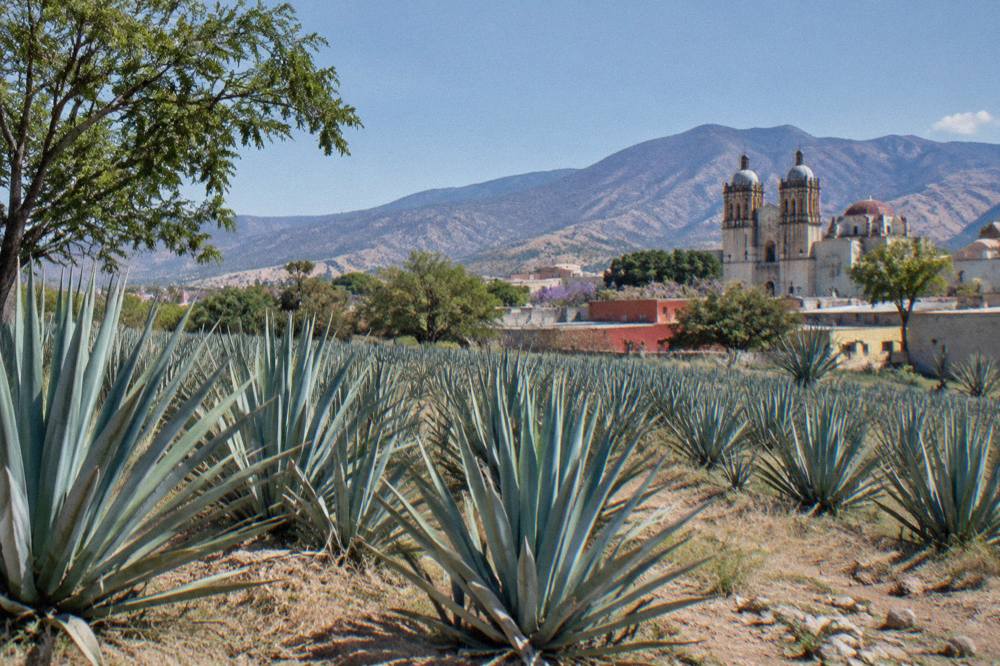 Agave plants growing in a field in the valleys outside Oaxaca City