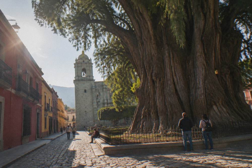The wide trunk of the Tule tree in the churchyard at Santa María del Tule with people beside it