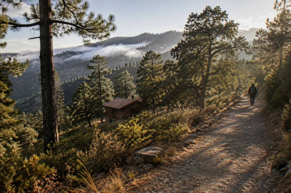 Pine forest trail in the Sierra Norte mountains with mist over the ridgeline