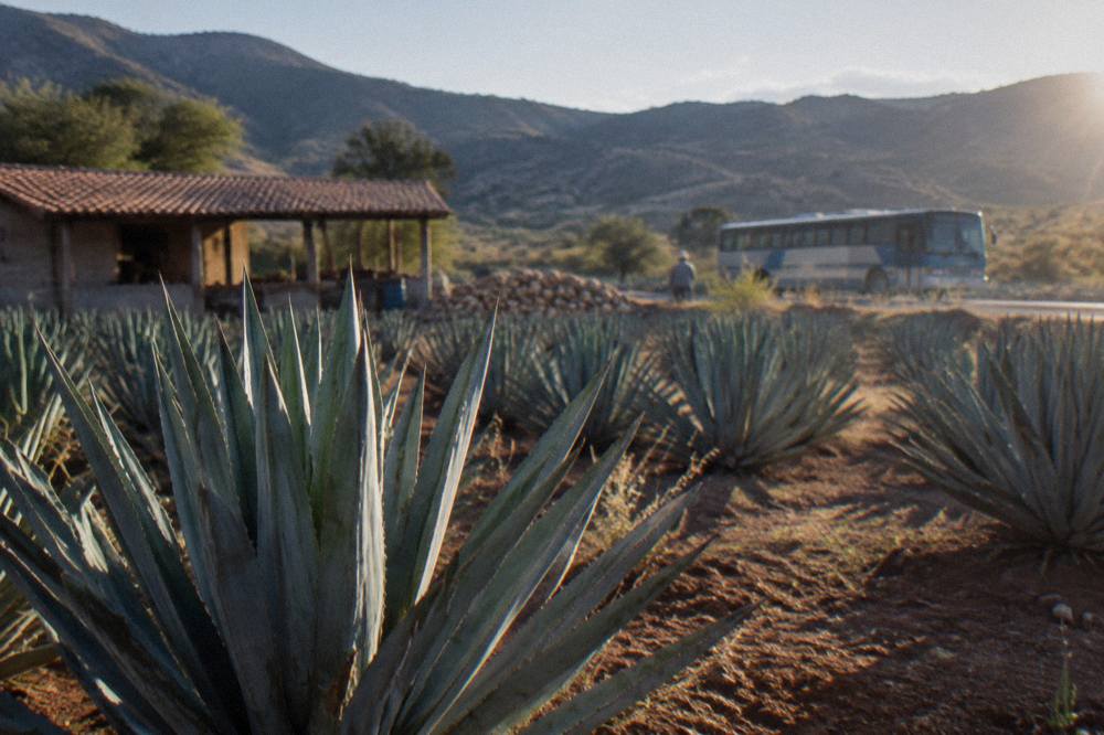 Regional bus parked on a valley road with agave fields and hills behind it