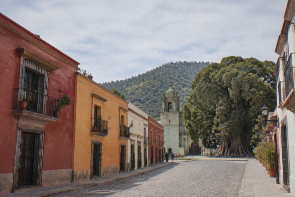 The wide trunk of the Tule tree beside the church at Santa María del Tule