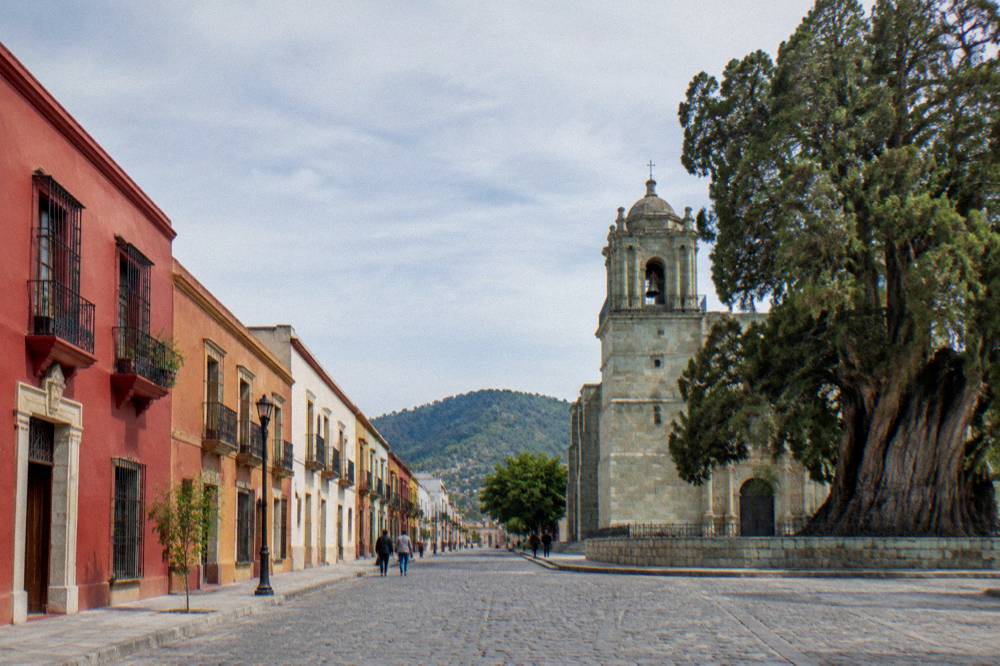 Wide trunk of the Tule tree beside the church in Santa María del Tule