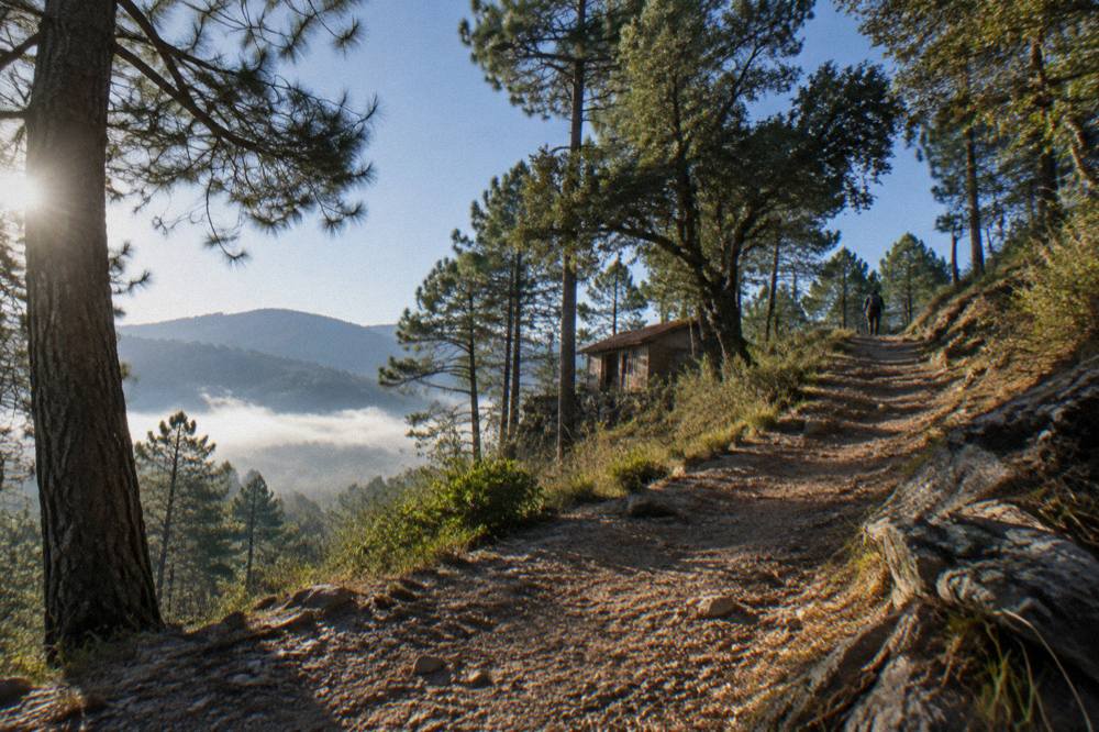 Mountain forest trail in the Sierra Norte with pines and a dirt path climbing