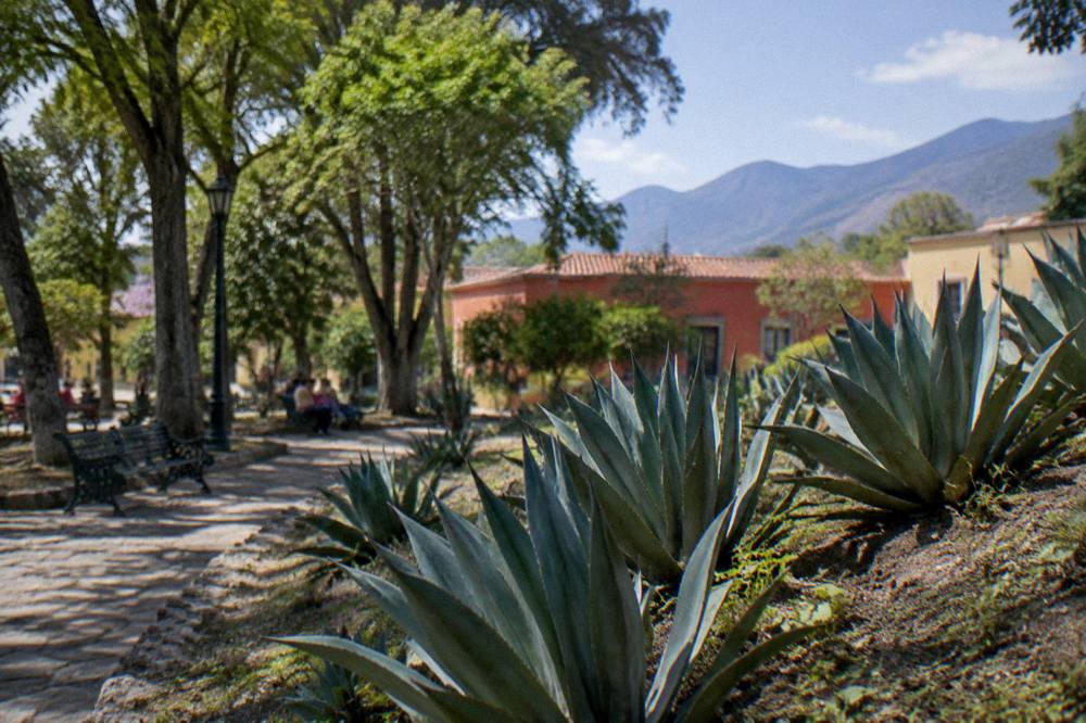 Agave plants growing on a hillside field under a wide sky